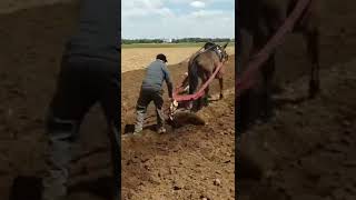 Arado de vertedera con mula