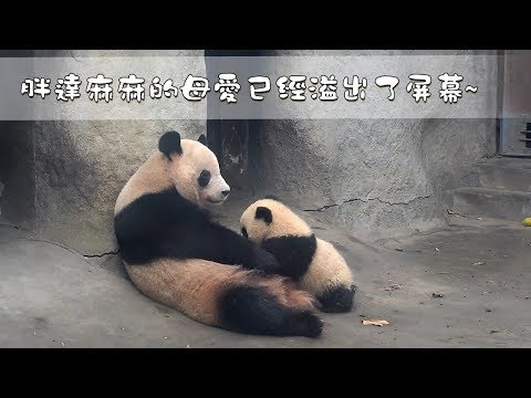 《熊貓早晚安》胖達麻麻的母愛已經溢出了屏幕~ | iPanda