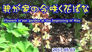 我が家の今咲く花ばな Flowers in our garden at the beginning of May 2017.05.03