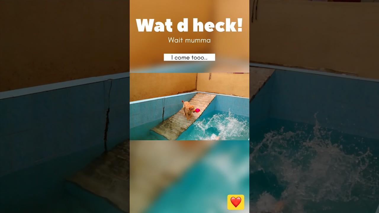 Pawsome swim time | Buddy’s 1st swim | Love for water 