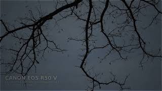 Winter's Embrace: Bare Branches Dance Against a Pale Sky ❄️