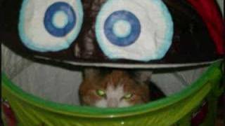 Reese And The Lady Bug