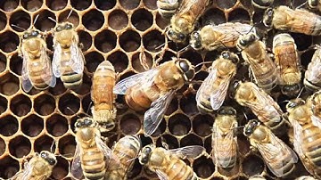 Artificial insemination (AI) of queen bees - a video from the Honey Bee & Pollination Program