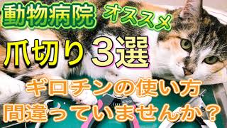 動物病院が教える犬猫（ウサギさんも）の爪切りの使い方(How to use nail clippers)ギロチンの持ち方めちゃくちゃ大事です！