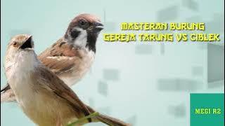 Masteran Mewah Gereja Tarung Vs Ciblek berjeda jernih!!