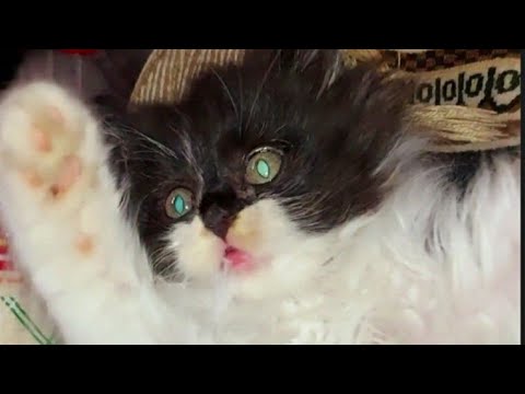 Видео: Как приручить дикого котёнка Мама кошка бросила