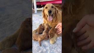 Born 6/15/26 #goldenretriever #puppy #newborn #dog #love #wendover #trending #fypシ #rancho