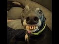 These teeth funny ytshorts animals nice viral jocularjungle