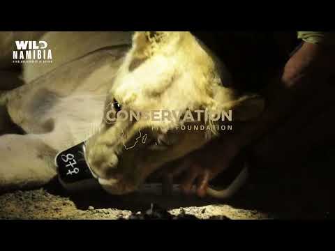 Trailer E02 DESERT LION CONSERVATION - THE HUAB DARTING