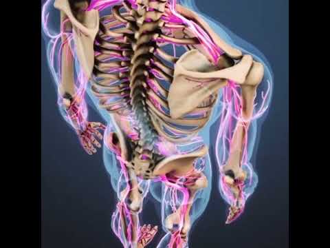 Video: Koliko vratnih vretenc?
