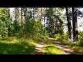 Белорусский лес ( Belarus ormanı )