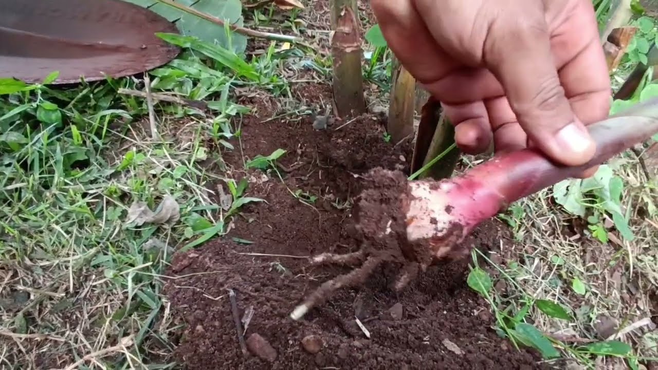 Como fazer mudas da planta HELICÔNIA-ROSTRATA #teixeirasgarden