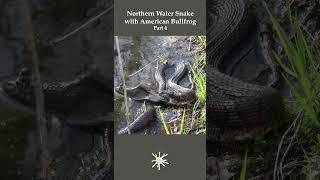 Watersnake Eating Bullfrog Part 4 #snake #reptile #nature
