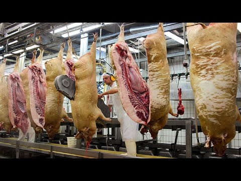 Video: Memotong Bangkai Daging Babi Dan Nuansa Memilih Daging