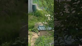 귀여운 진돗개 청년 ㅎ