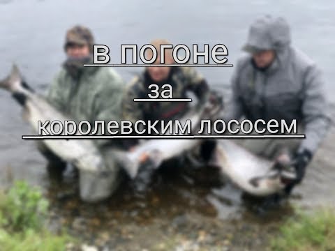 Видео: Ловля Чавычи. СУПЕР РЫБАЛКА НА КАМЧАТКЕ. Рыба 18 Кг. #Рыбалка #Лосось #Chinook #Salmon