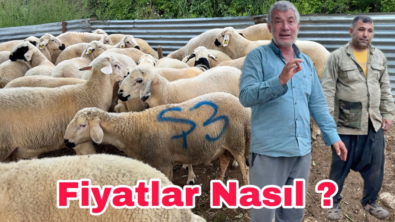 KURBANLIK FİYATLARI NE KADAR ? 2025 Kurbanlık Satışı