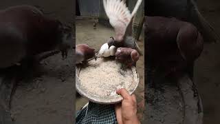 pigeonlove whitepigeon bird funny  shortsvideo viralvideos pigeon