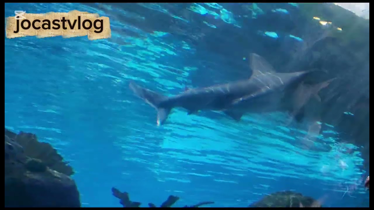 Nagtingin tayo ng mga isda sa Repleys aquarium 