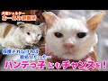 ″ハンデっ子″にもチャンスを！保護されなければ殺処分だった…、この子たちにも新しい家族を見つけてあげたい / おーあみ避難所のハンデっ子たち