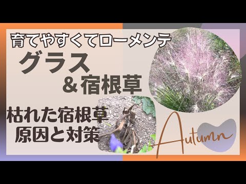 喷泉草品种の選び方｜耐寒性・花の色・育て方のポイントを徹底解説