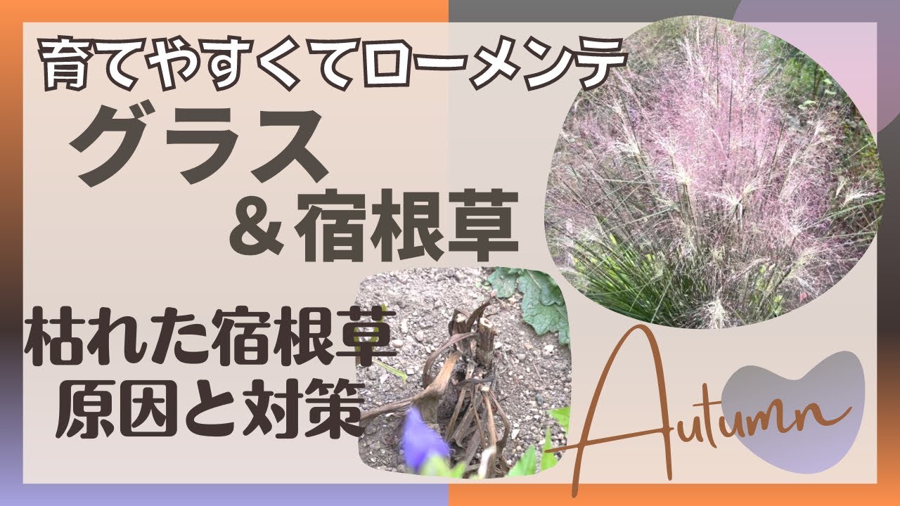 《夏に枯れた宿根草(T_T)原因と対策》台風後も倒れない！育てやすいグラス／秋に本領発揮！大株に育った宿根草