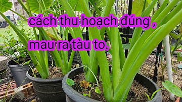 #354:Thu hoạch bạc hà sau 2 tuần cắt,chia sẻ cách để bạc hà trồng chậu vẫn tốt và to.