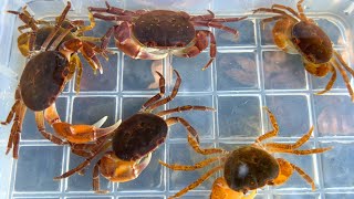 Collecting freshwater crabs in a rural river. captured and observed.