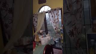 People Run for Cover During Typhoon as Strong Winds Break Glass Window of Their House - 1417435 Content