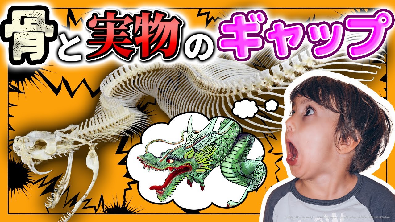 【ゆっくり解説】骨と実物のギャップ！古代生物のイマジネーションの世界