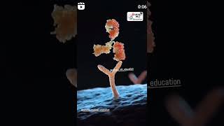 Binding Site Of Antibody Binding Site Of Antigen Antibodyag-Ab Complex