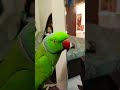 parrot talking 🦜 l Green parrot #shortsfeed #shortvideo #shorts #parrot #parrottalking #birds
