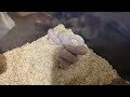 Towtem the Corn Snake Finally Striking and Wrapping Food