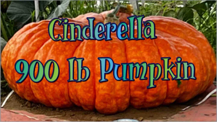 Giant Cinderella Pumpkin (Must See) Garden Tour