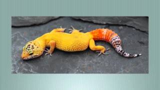 Leopard Gecko Morphs!