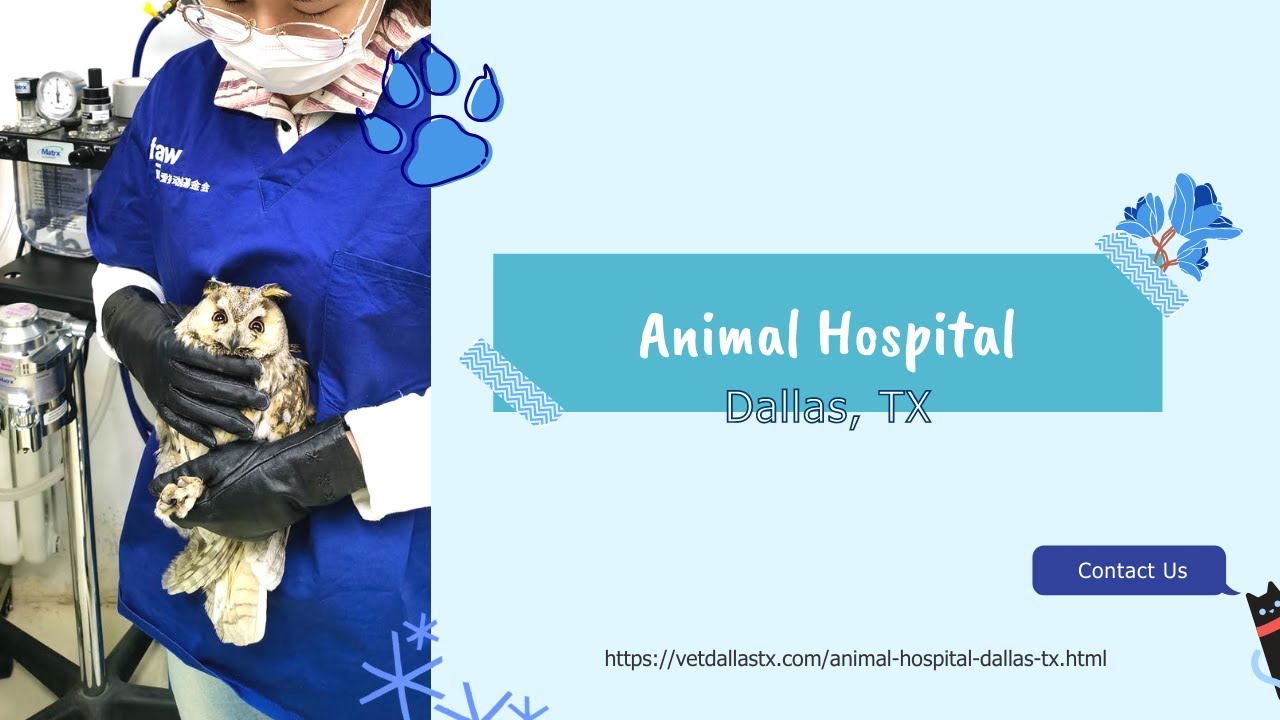 Animal Hospital Dallas Texas YouTube