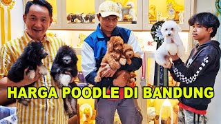 Harga Anjing Poodle  Di Bandung