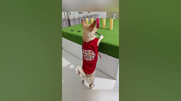 Watch the video about Dogs show me skills #dog #puppy #pets #funny #dogvideos #dogshorts #smartdog #doglover #adorabledog