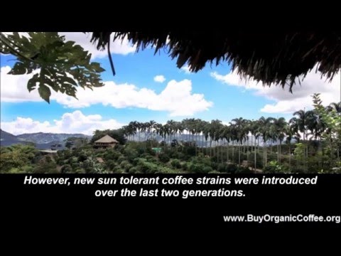 Watch: what is shade grown coffee