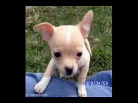 http://www.chihuahuatime.com What beautiful chihuahuas! Check out some of the cutest chihuahuas you ever seen in this video.