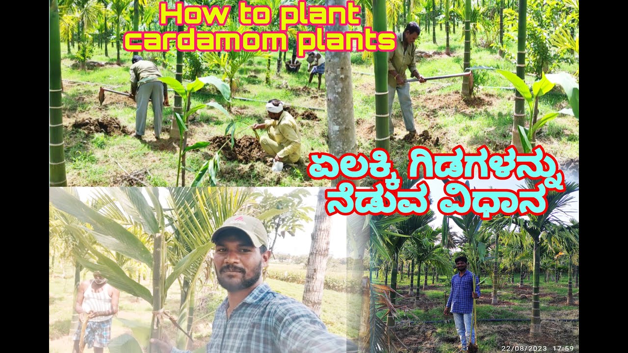 ಏಲಕ್ಕಿ ಗಿಡಗಳನ್ನು ನೆಡುವ ವಿಧಾನ|How To Plant Cardamom Plants