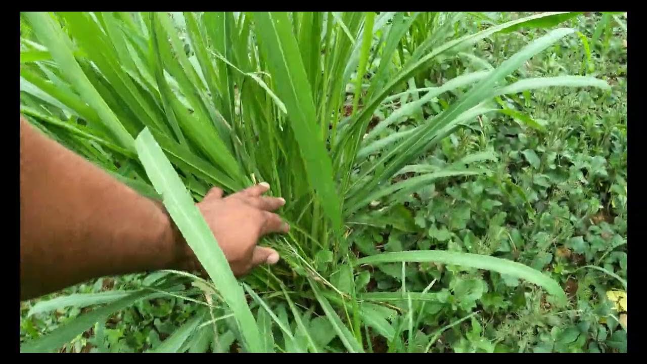 Amazing Mombasa Grass for Goat YouTube