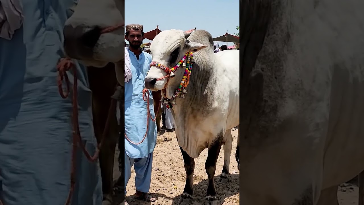 Biggest bull in Lahore Mandi at Punjab #viralvideo #animalshorts #mandivideo