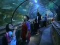 At the the Giant Glass Water Tank, Sea World, Ancol, Jakarta
