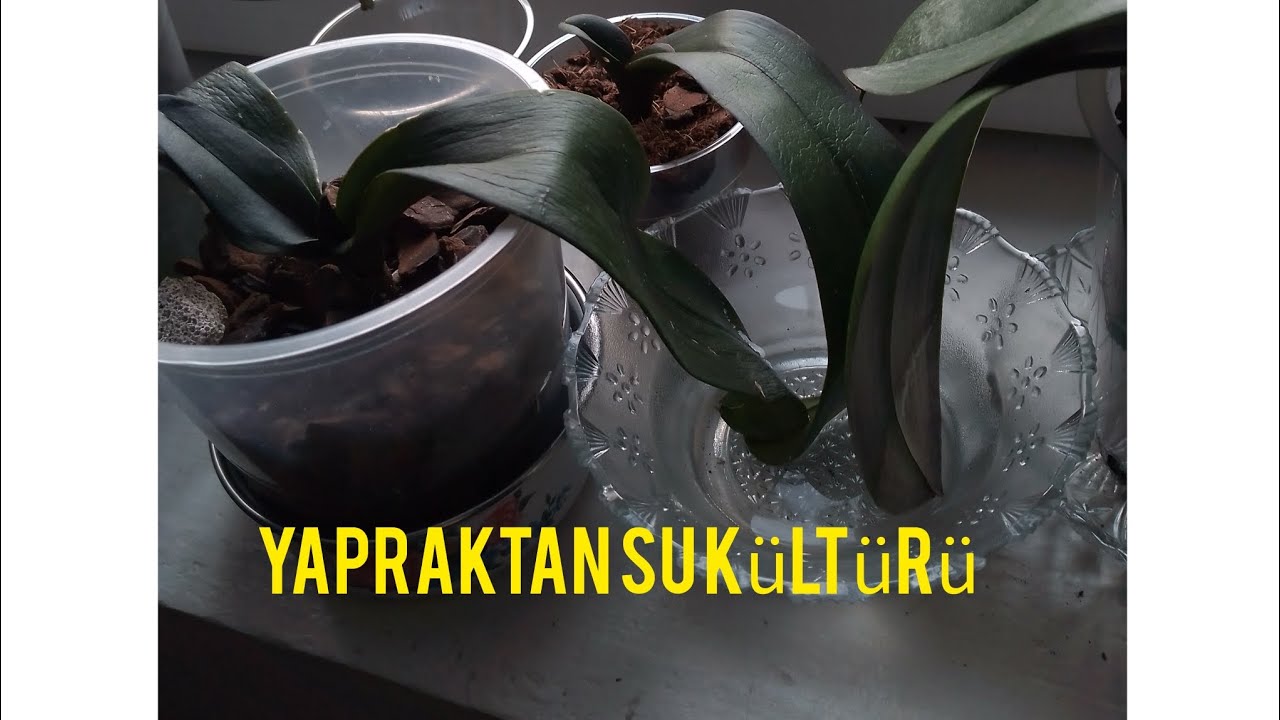 su kültürü ne aldığm köksüz orkide nin ve kankasınin son güncel halleri #orkidebakımı #köksüzorkide