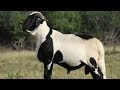Damara Hair Sheep | Fat Tails Indicate Their Condition