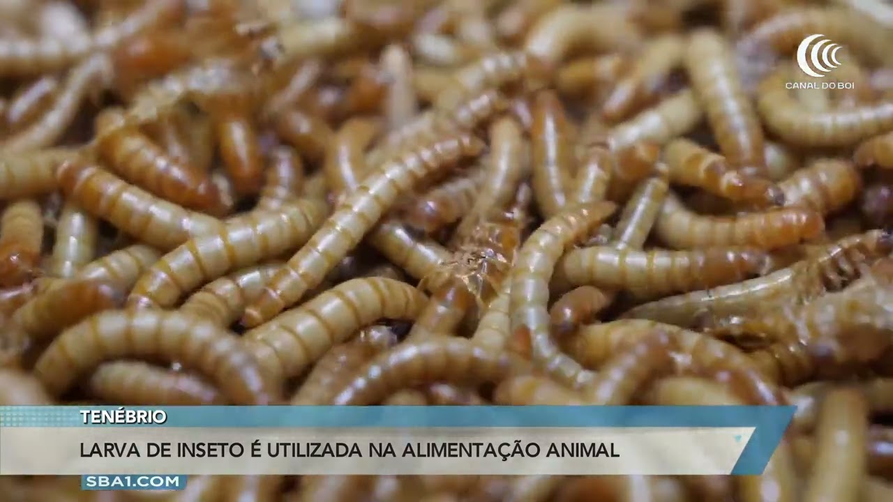 Tenébrio é utilizado na alimentação animal