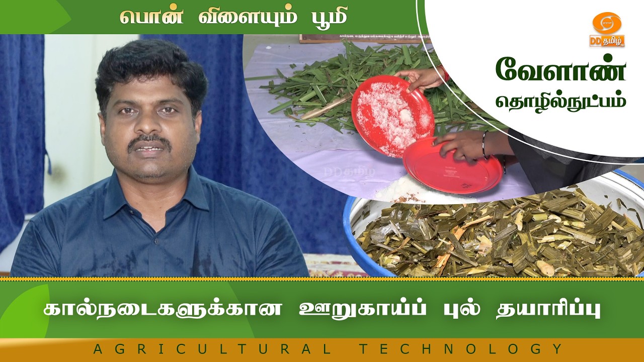 கால்நடைகளுக்கான ஊறுகாய்ப் புல் தயாரிப்பு | Agriculture Technology