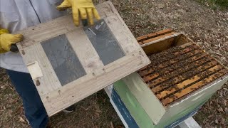 Using a Double Screen board to split a hive