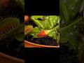 these gardening Lifehacks will blow your mind #facts #lifehacks